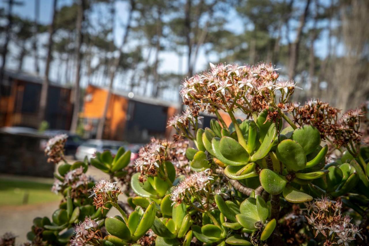 Bungalow B2 - Nature, Beach & River Ofir Exterior foto